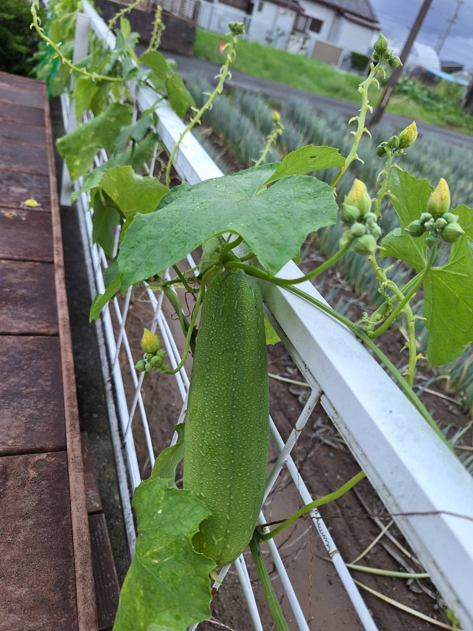 夏のへちま